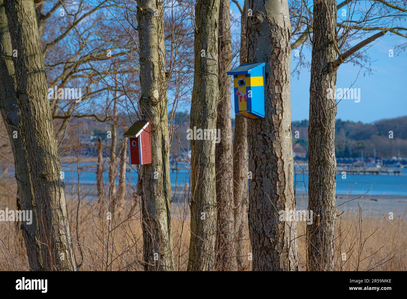 Maison d'oiseau aux couleurs suédoises haut dans un arbre Banque D'Images