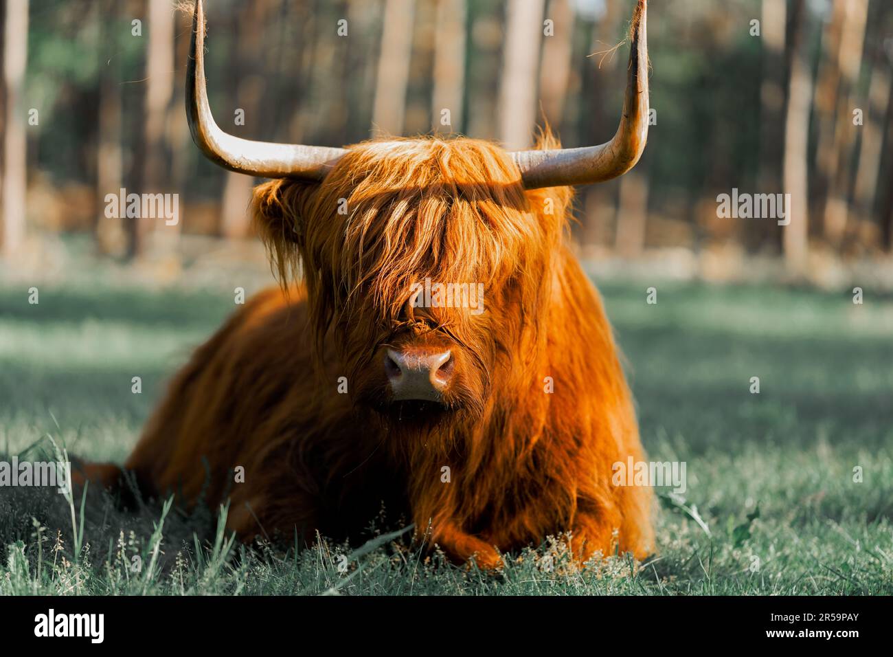 Scottish Highlander avec des cornes magnifiques pour se détendre dans l'herbe Banque D'Images