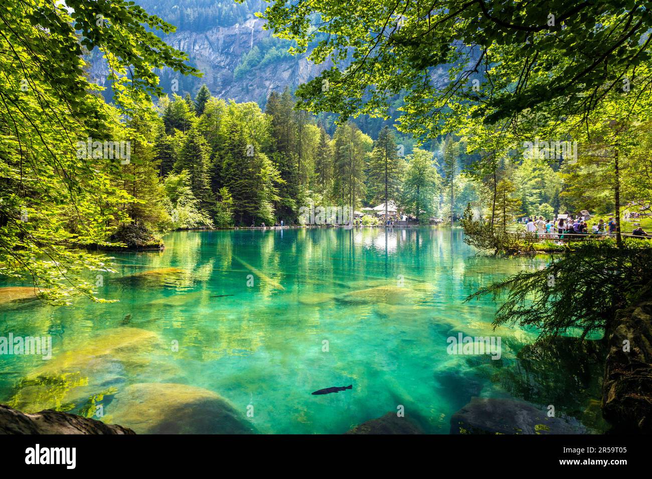 Eaux claires et azur du lac Blausee (lac bleu) entouré d'une forêt alpine, Suisse Banque D'Images