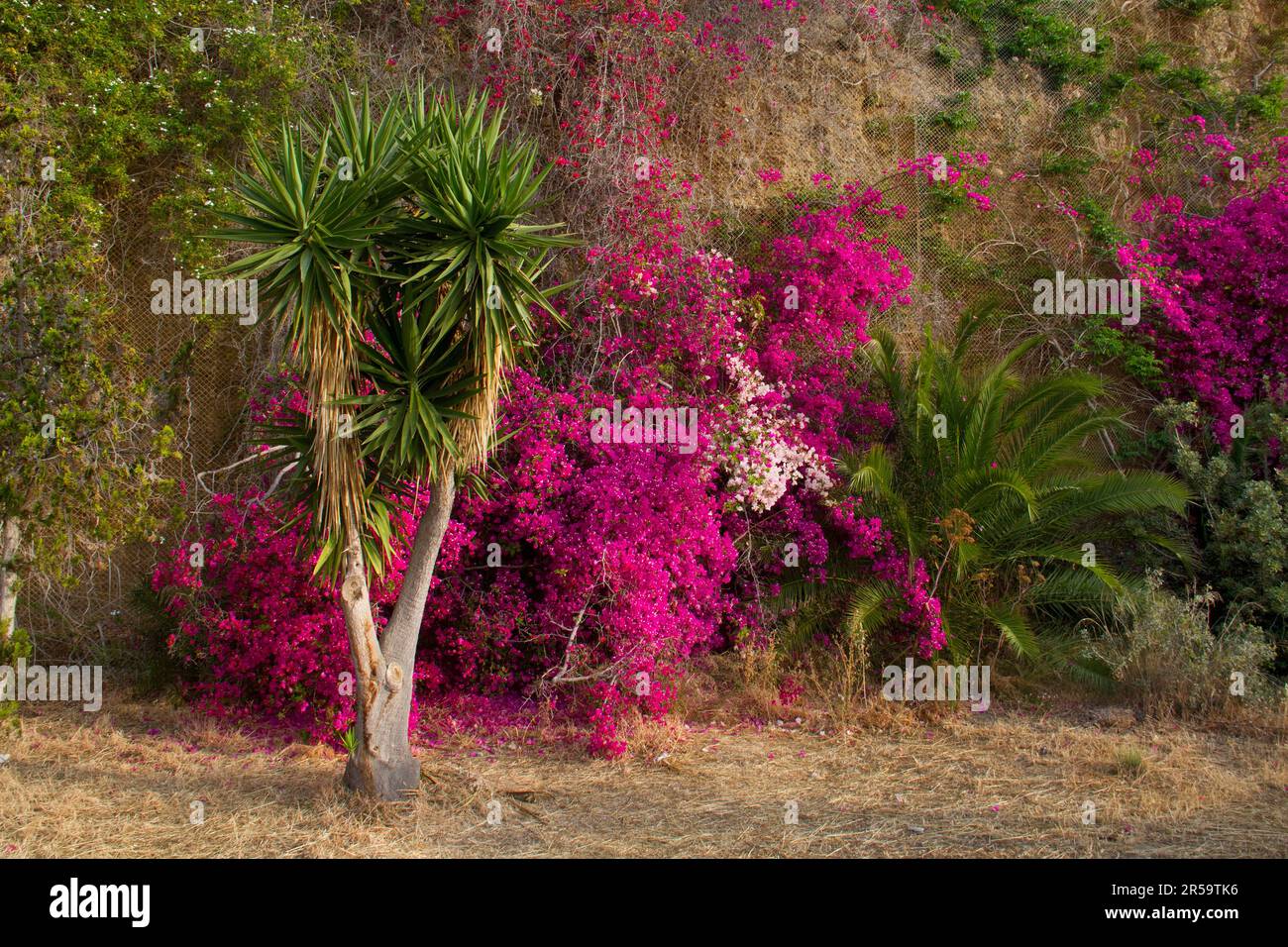 La végétation luxuriante de Bougainvillea rose et le palmier poussent devant un front de roche jaune-brun qui est couvert de mesh pour arrêter la chute de roche Banque D'Images