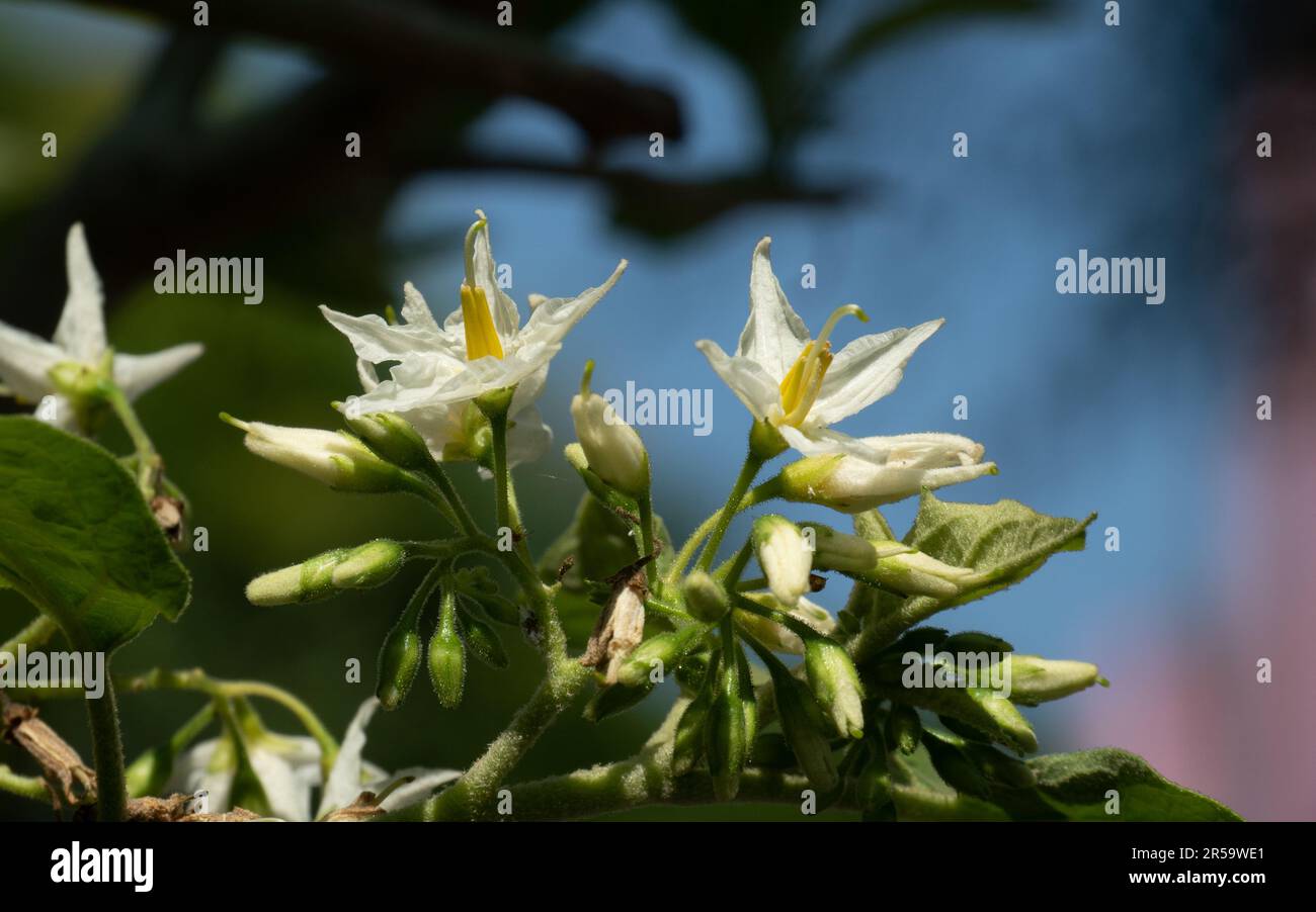 Gros plan de fleurs blanches de Solanum Torvum, d'autres noms incluent Turkey Berry, Prickly NightShade, Shoo-shoo Bush, aubergine sauvage, Pea aubergine. Banque D'Images