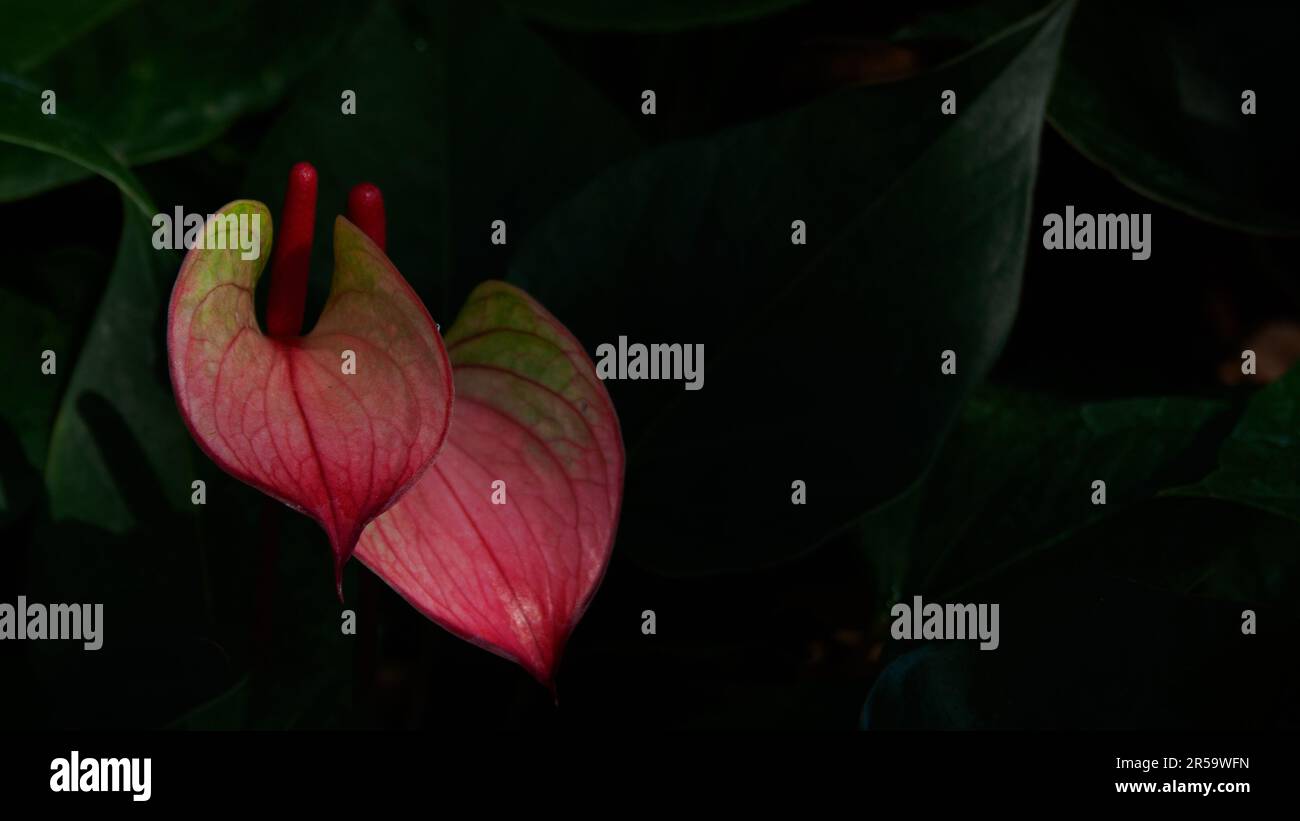 Anthurium rose ou langue peinte. La fleur cireuse en forme de coeur est vraiment une spae ou une feuille qui pousse à partir de la base du spadix ou de la vraie fleur. Banque D'Images