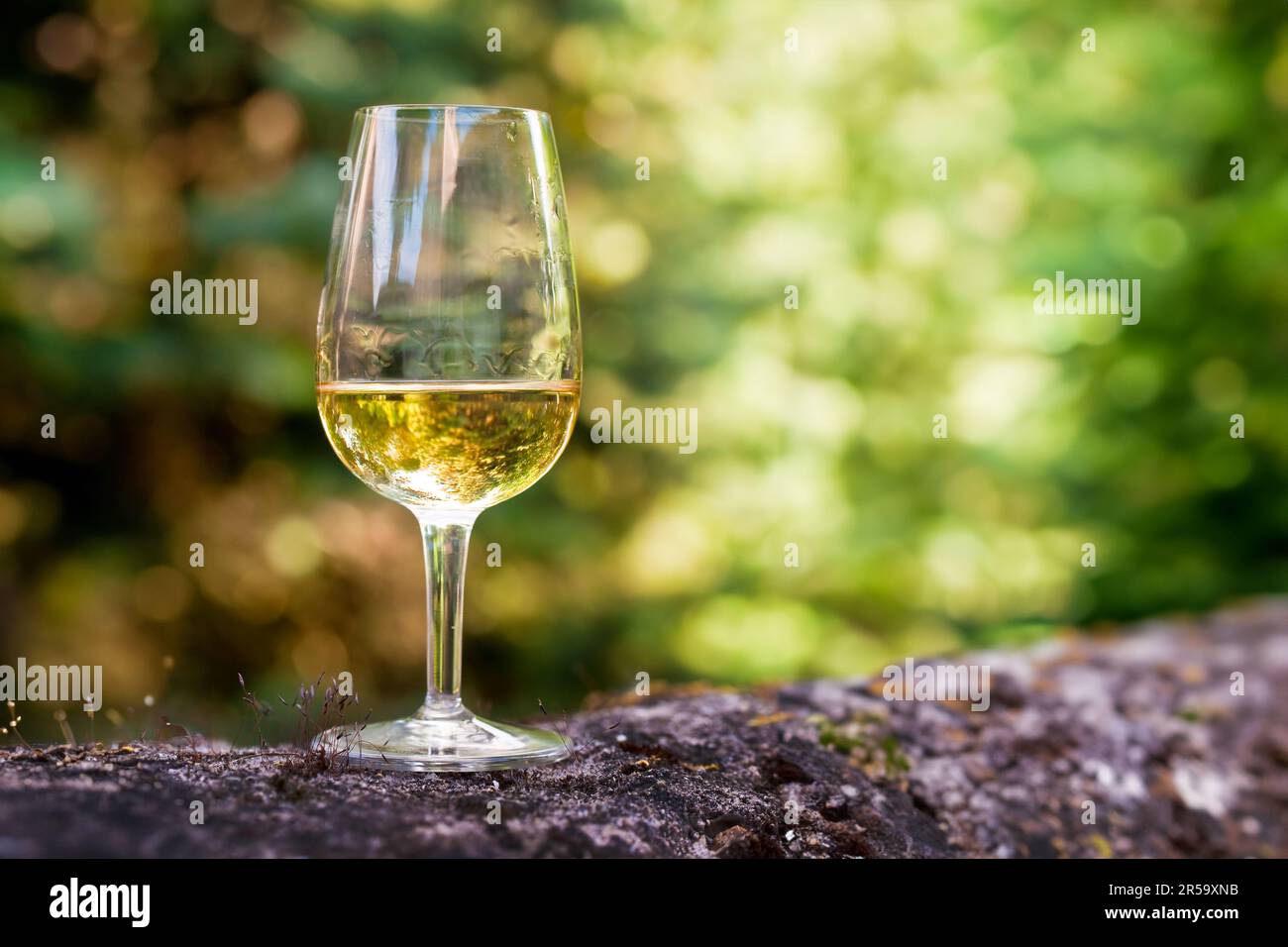 Gros plan sur un verre de vin blanc, nature verte en plein air Banque D'Images