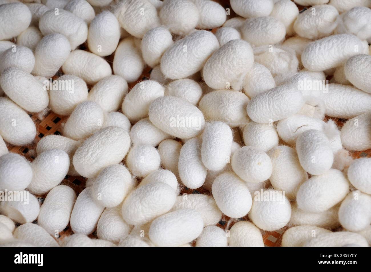 Gros plan de bombyx morin, récolte de vers de soie blancs, Chine Banque D'Images