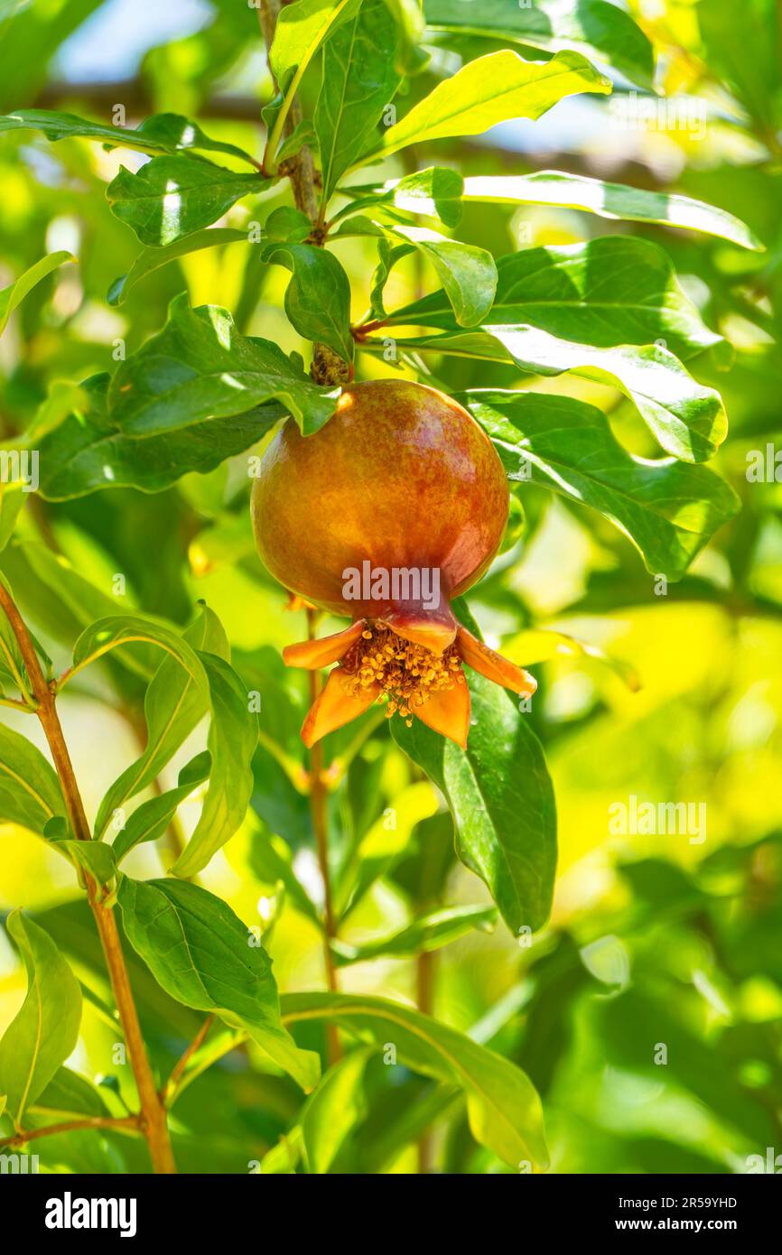Les ovaires et les fruits mûrs de l'arbre grenade se rapprochent du feuillage. Arrière-plan flou Banque D'Images