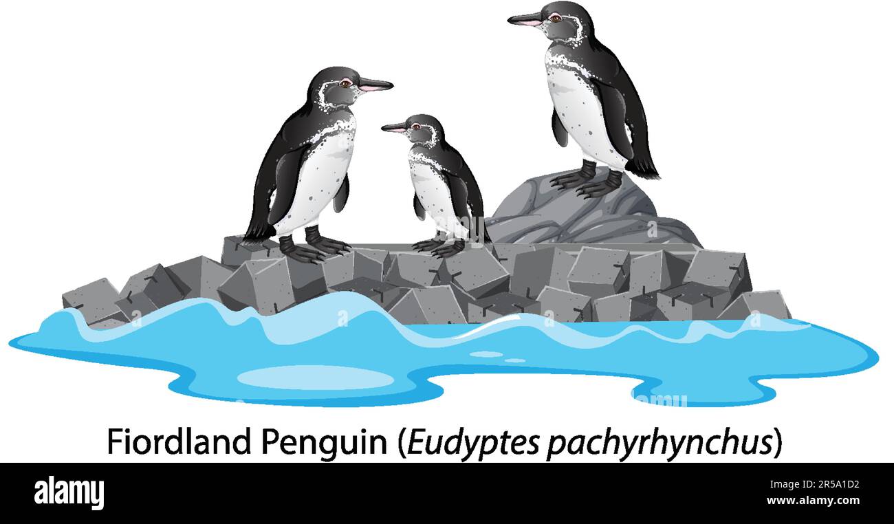 Dessin animé du pingouin du Fiordland sur l'illustration du rocher Illustration de Vecteur