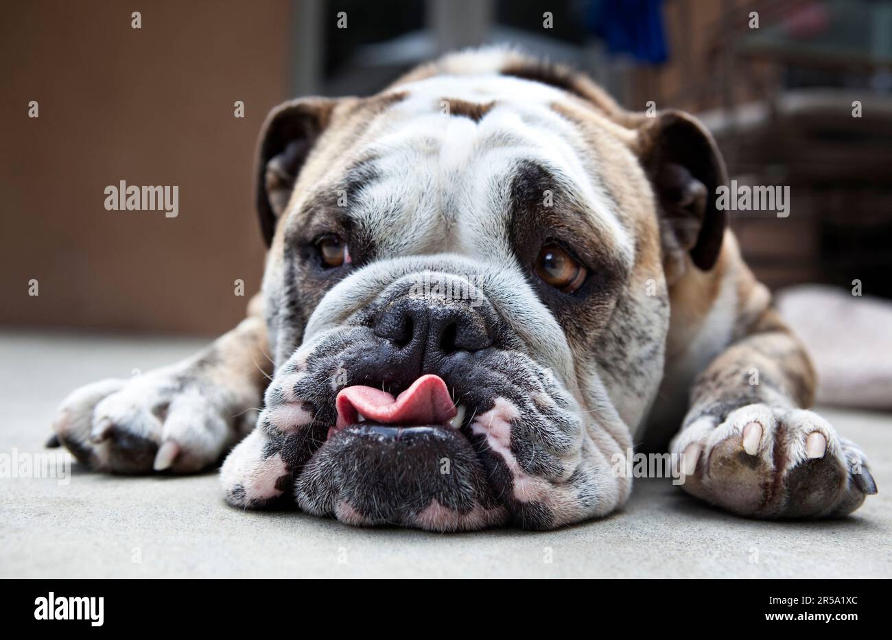 Un Bulldog anglais se détend Banque D'Images