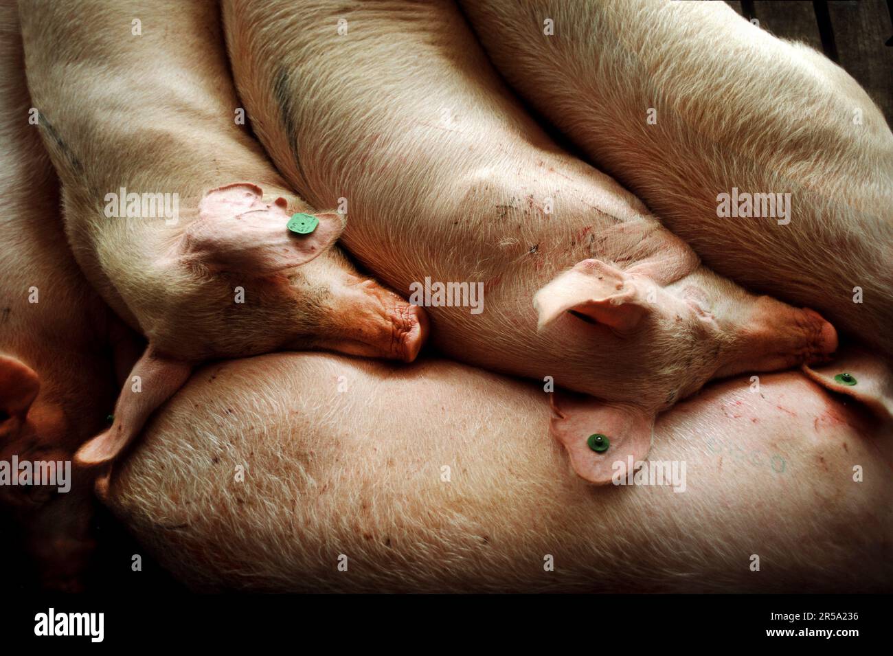 Porcs à l'étroit dans une ferme porcine de Caroline du Nord en relation avec des problèmes et des préoccupations de grande envergure en matière d'élevage porcin. Banque D'Images Porcs à l'étroit dans une ferme porcine de Caroline du Nord en relation avec des problèmes et des préoccupations de grande envergure en matière d'élevage porcin. Banque D'Images