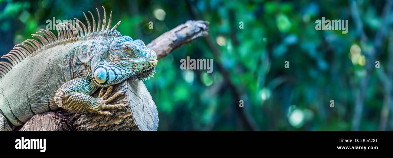 Gros plan portrait d'un iguana regardant l'appareil photo, bannière Web panoramique Banque D'Images