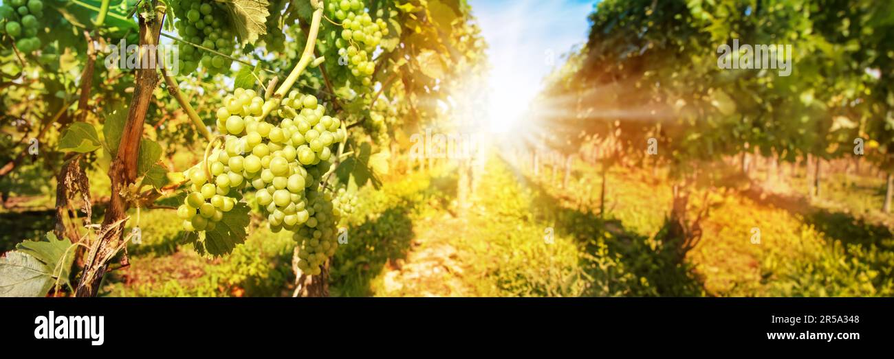 Gros plan sur les raisins verts dans un vignoble avec soleil, vin panoramique en-tête Banque D'Images