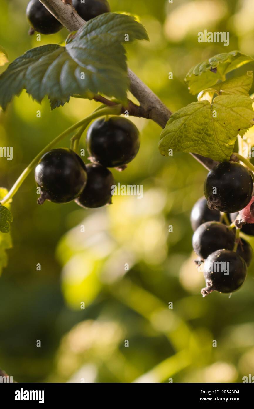 Une branche de mûres de cassis mûres sur une brousse le matin. Banque D'Images