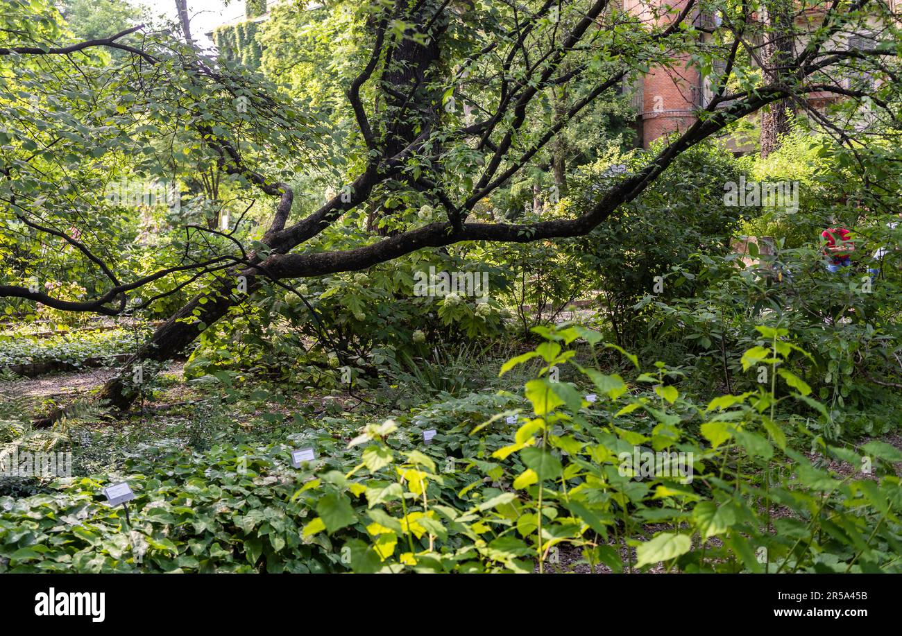 Plantes et arbres dans le jardin botanique de Brera (en italien 'Orto Botanico di Brera'), qui fait partie du complexe de l'Académie Brera, centre-ville de Milan, Italie Banque D'Images