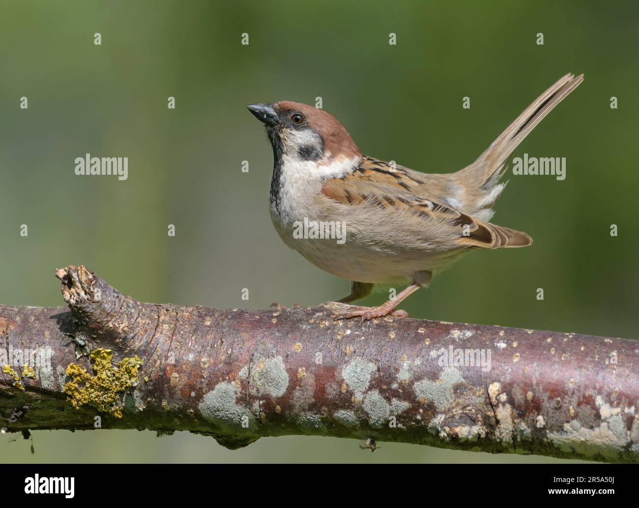 Sparrow d'arbre eurasien mâle (Passer montanus), présentation de la cour et de la randonnée avec queue levée et ailes en bas Banque D'Images