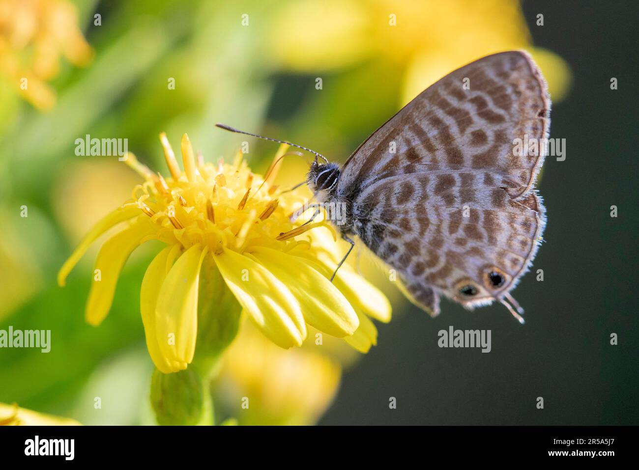 Bleu à queue courte de Lang (Leptotes pirithous), en fleur jaune, vue latérale, Allemagne, Bavière Banque D'Images