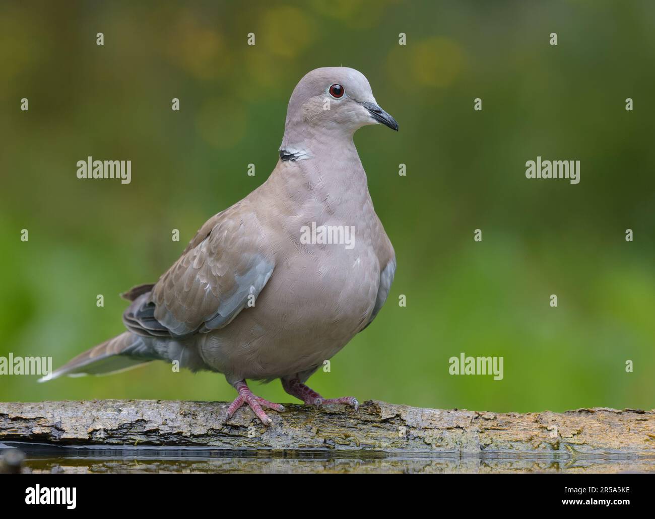 Dove à col eurasien (Streptopelia decaocto) perchée sur le tronc pour un portrait de près tourné sur fond vert le matin nuageux Banque D'Images