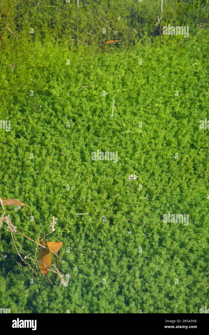 Mastonewort (Characeae), population de mastonewort dans un étang, Allemagne Banque D'Images