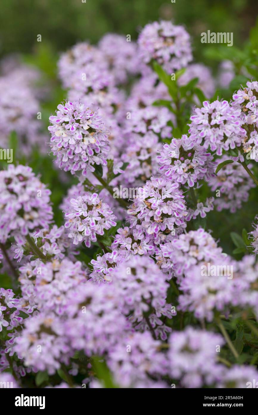 Hiver savoureux (Satureja montana), blooming Banque D'Images