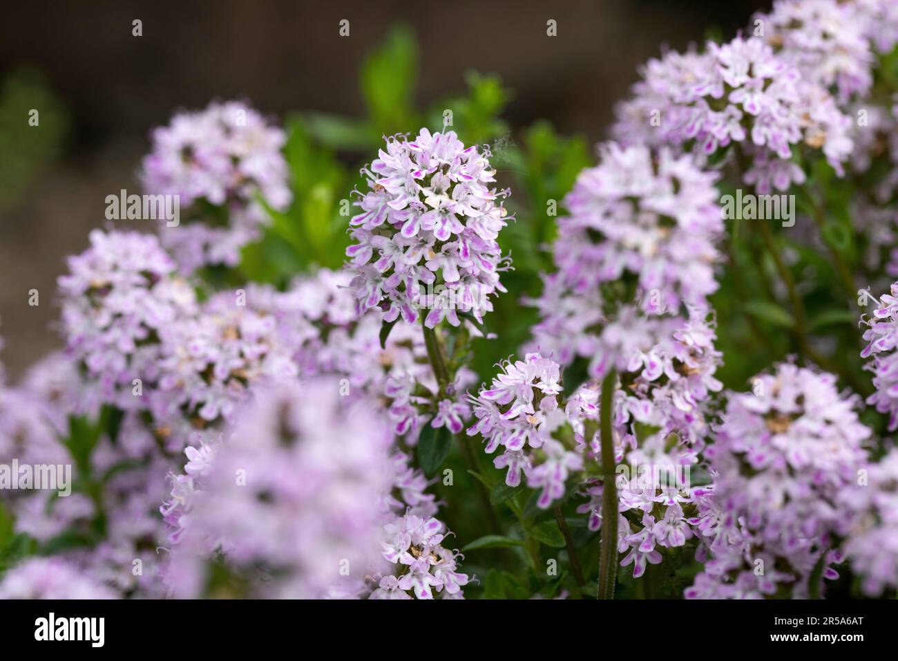Hiver savoureux (Satureja montana), blooming Banque D'Images