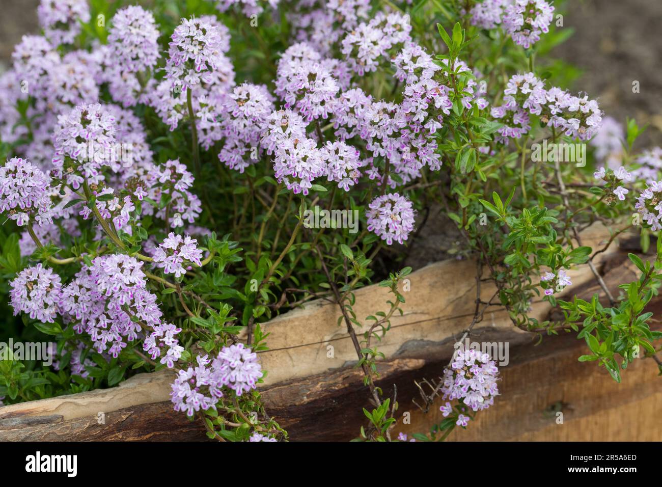 Hiver savoureux (Satureja montana), blooming Banque D'Images