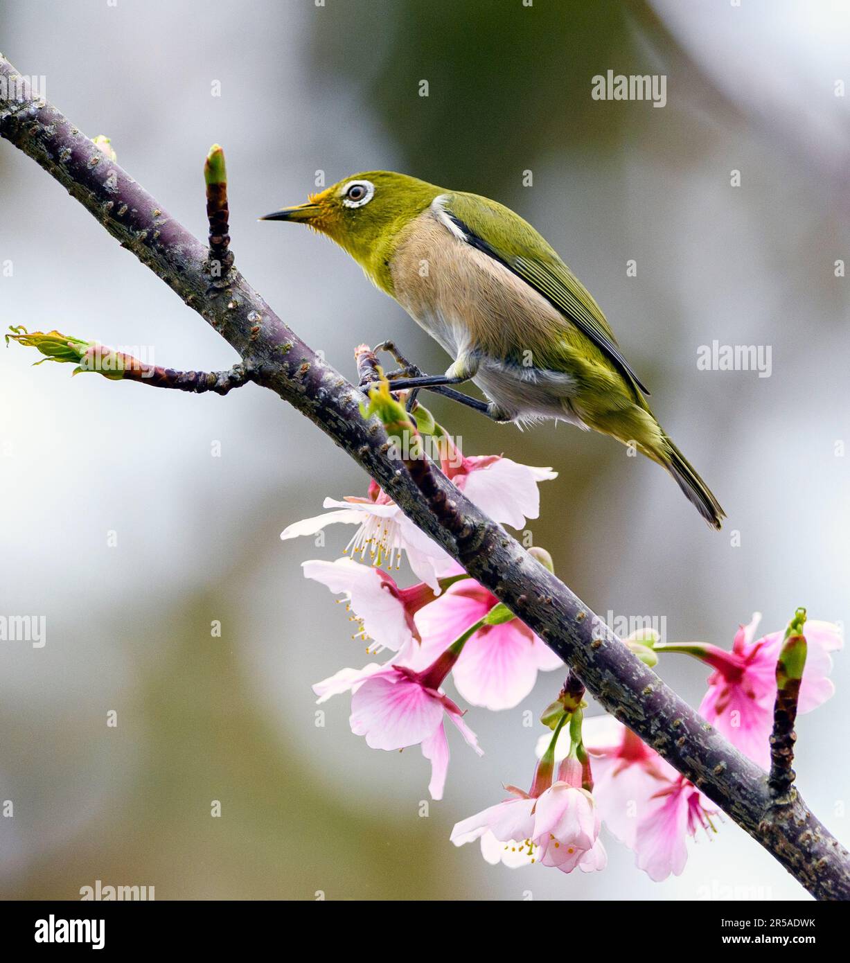Œil blanc de Warbeling (Zosterops japonicus) d'Amami Oshima, aux îles Ryukyu, au sud du Japon. Banque D'Images