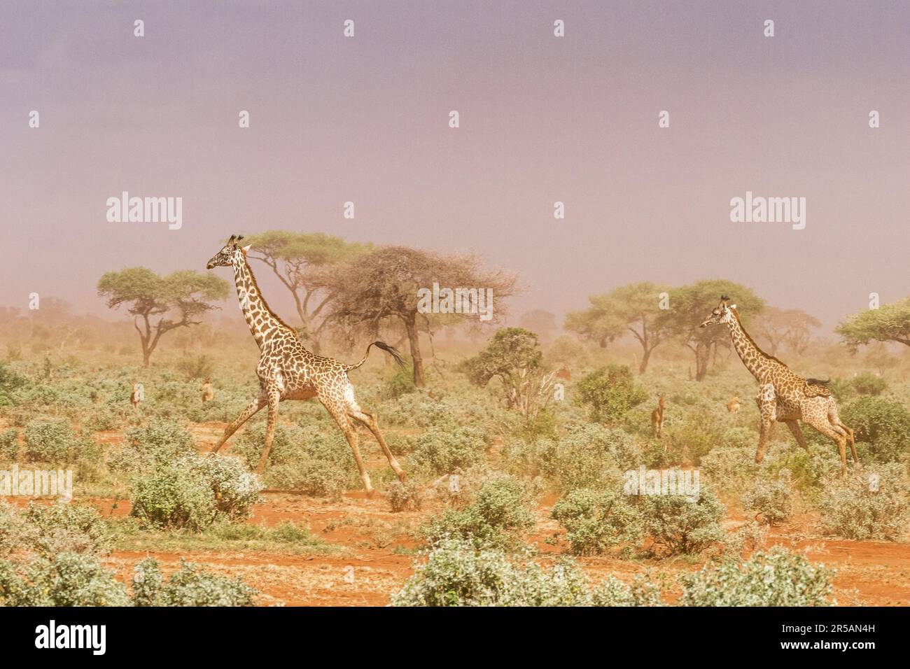 Giraffa masai (Giraffa camelopardalis tippelskirchi), Kenya, Afrique Banque D'Images