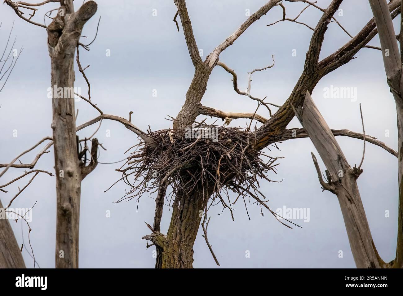 Eagle's nichent dans les arbres du parc régional de Lilydale à St. Paul, Minnesota, États-Unis. Banque D'Images