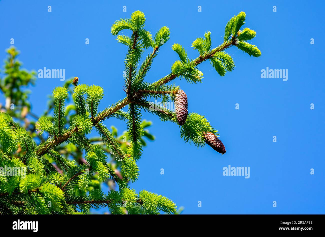 Sapin avec cônes sur fond bleu ciel Banque D'Images