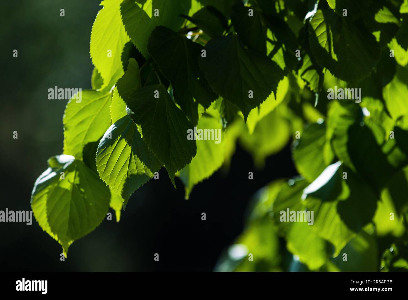 L'arbre vert laisse dans une lumière du soleil sur un arrière-plan naturel flou. Tilia cordata photo avec mise au point sélective Banque D'Images