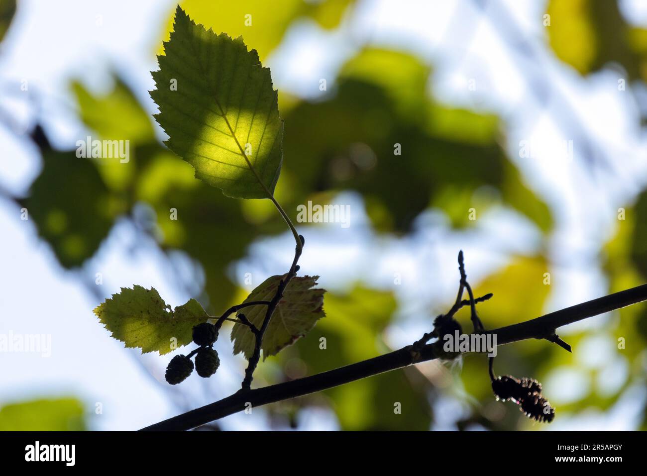 Branche d'arbre de l'aulne avec des feuilles vertes et de petits cônes, photo macro avec mise au point douce sélective Banque D'Images
