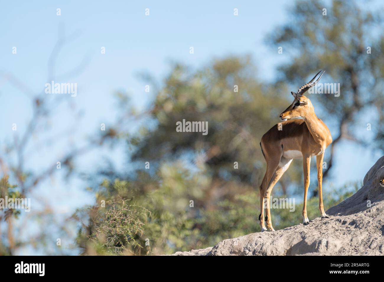Impala buck, (Aepyceros melampus), debout sur une colline termite. Une image en vue latérale portrait. Bande de Caprivi, Namibie, Afrique Banque D'Images