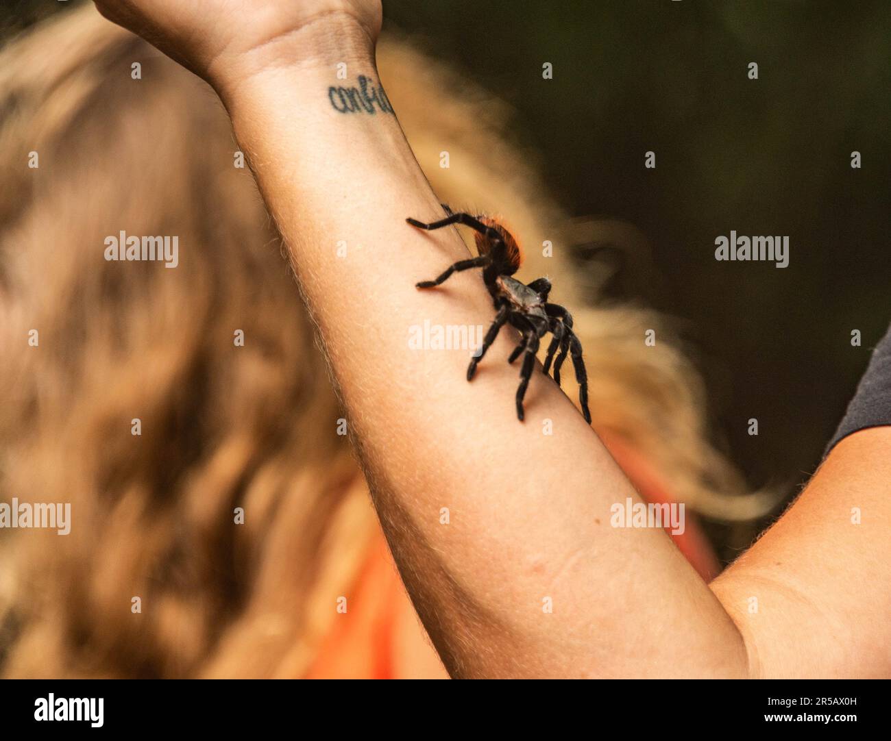 Tarantula, Parc national de Tikal, Petén, Guatemala Banque D'Images