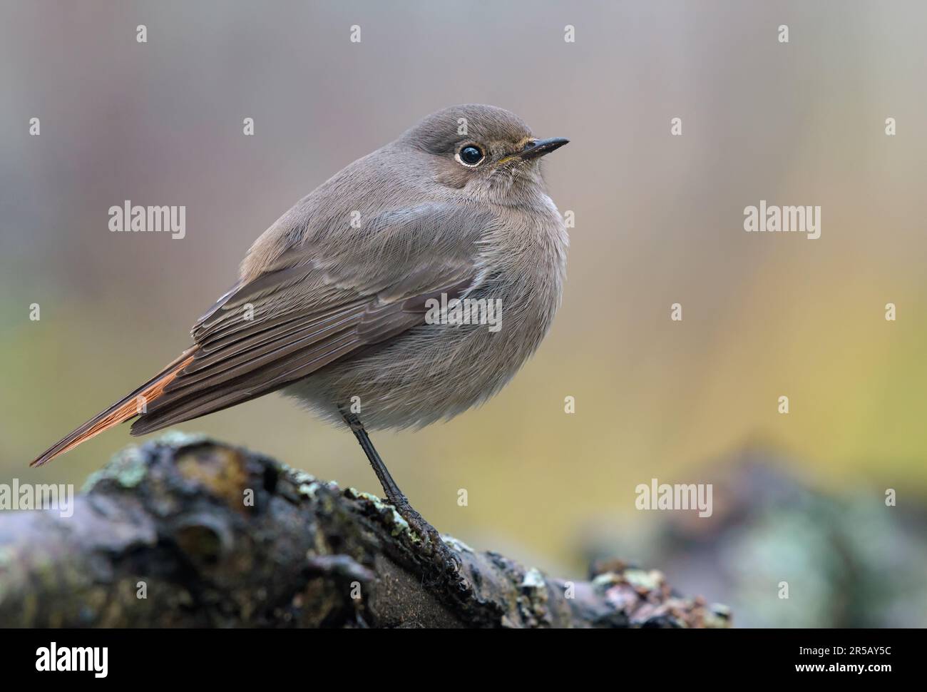 Jeune mélancholy Black Redstart (phoenicurus ochruros) gros plan de l'oiseau perché sur des brindilles de lichen Banque D'Images