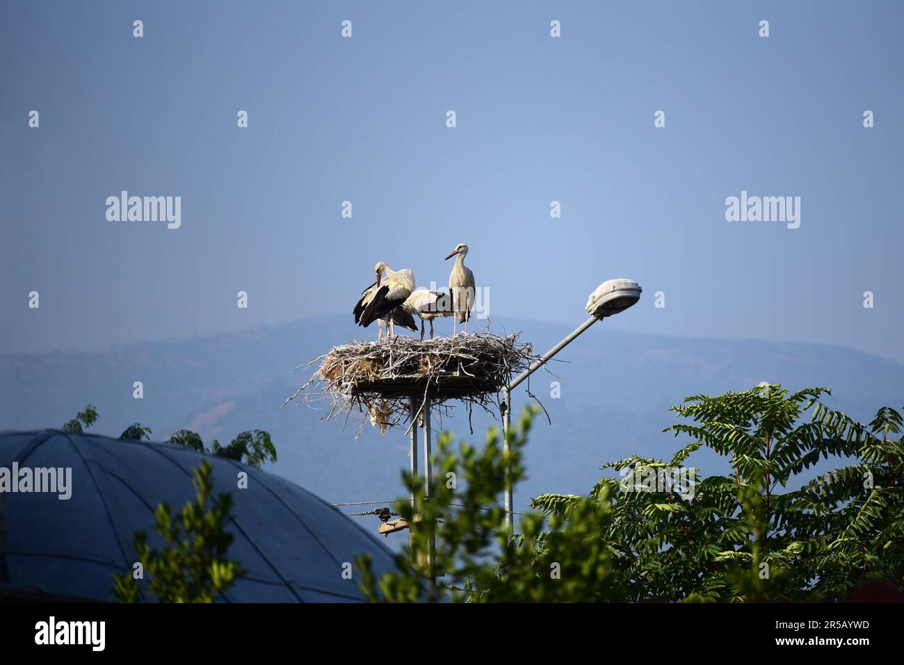 Les Stores blancs (Ciconia ciconia) nichent sur le lampadaire dans la ville de Selçuk Banque D'Images