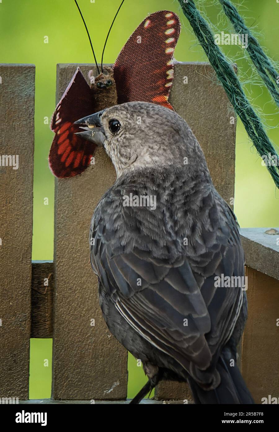 Un Sparrow s'incline sur une barre oblique Banque D'Images