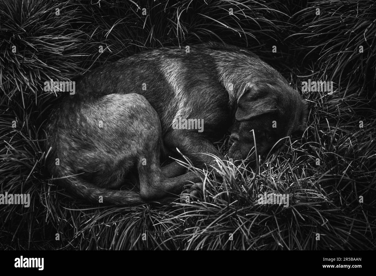 chien de rue dormant à l'extérieur Banque D'Images