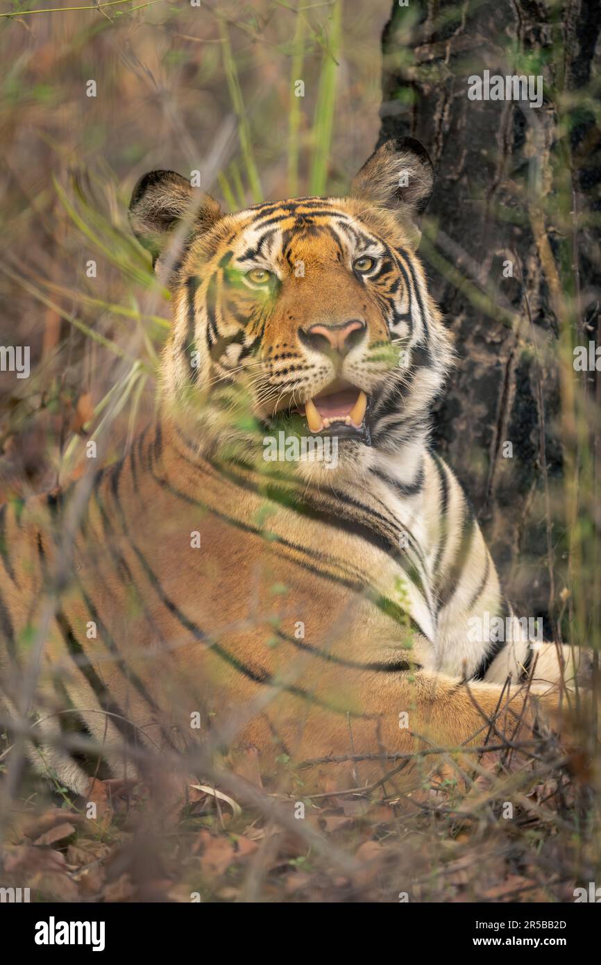 Gros plan du tigre du Bengale couché sous l'arbre Banque D'Images