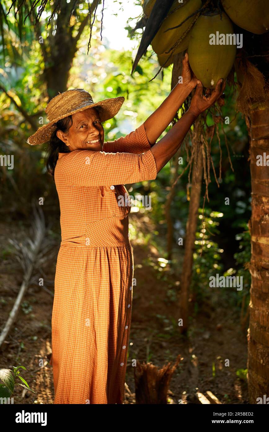 Femelle indienne aînée heureuse dans un chapeau de paille tenant une grosse noix de coco verte accrochée au palmier. Femme souriante sri-lankaise âgée se posant debout Banque D'Images