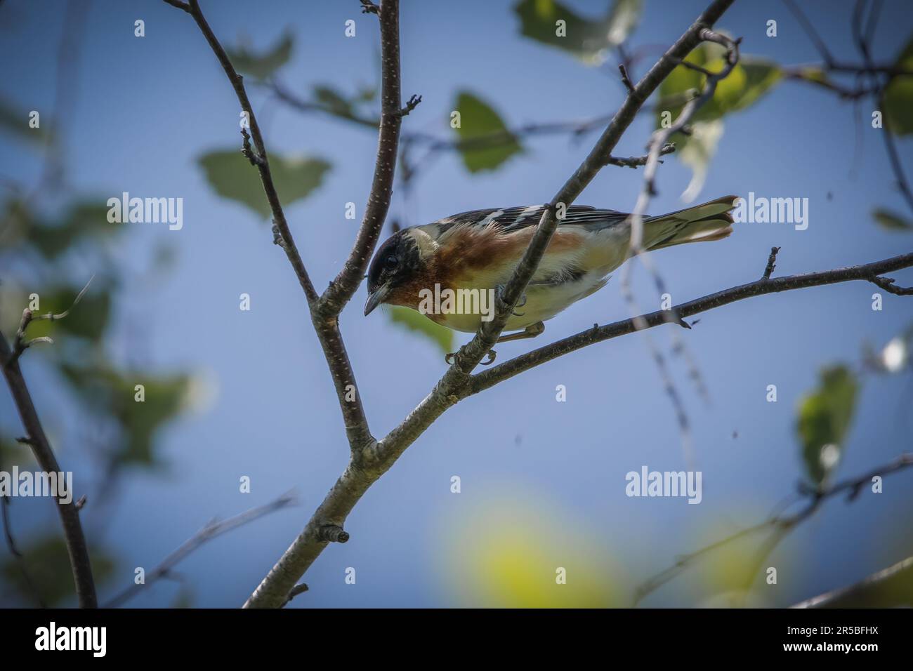 Paruline de baie sur branche d'arbre, regardant vers le bas, photographiée à l'angle inférieur, vue latérale avec oiseau orienté vers la gauche du cadre. Banque D'Images