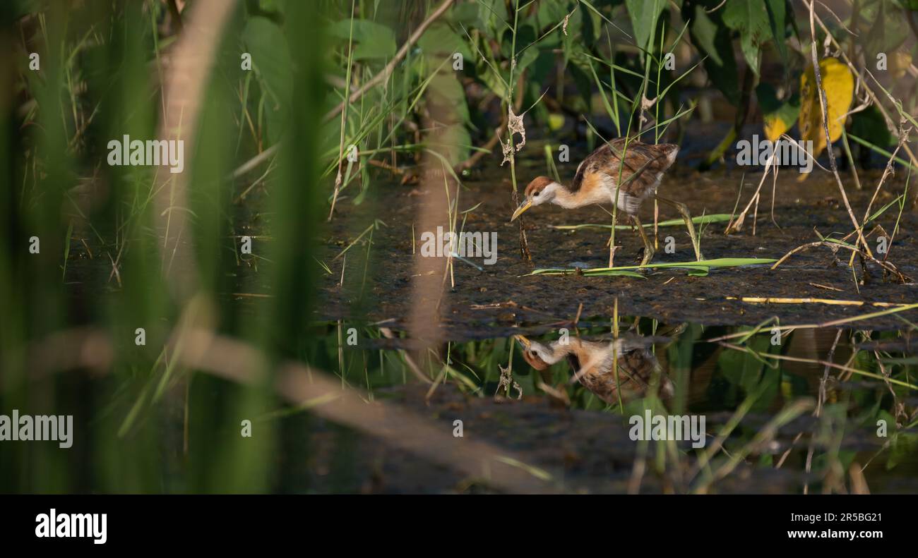 Le petit jacana (Microparra capensis) dans son habitat naturel Banque D'Images