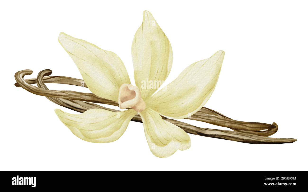 Fleur de vanille avec bâtons. Aquarelle Illustration dessinée à la main de la fleur d'orchidée jaune et des gousses sur fond blanc isolé. Dessin d'épices pour la cuisson ou les huiles aromatiques. esquisse de l'ingrédient de fines herbes. Banque D'Images