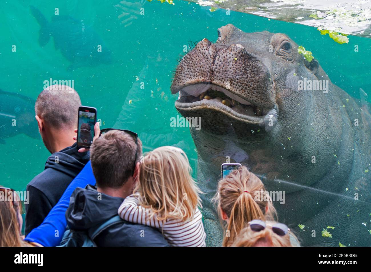 Les visiteurs du zoo prennent des photos avec leurs smartphones d'hippopotame nageant sous l'eau au ZooParc de Beauval, parc zoologique de France Banque D'Images