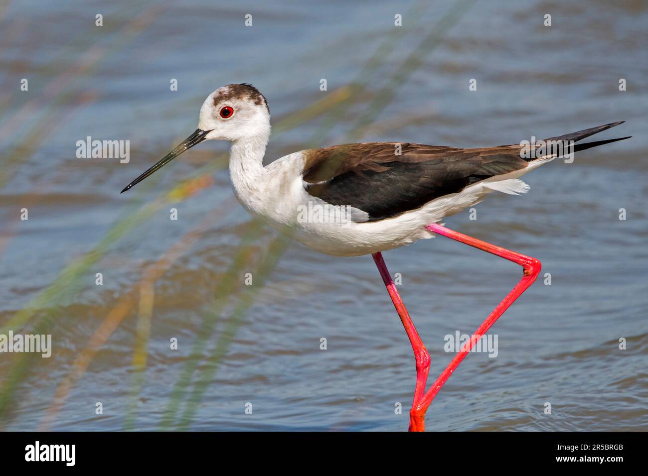 Stilt à ailes noires (Himantopus himantopus) portrait en gros plan du mâle fourrager dans les eaux peu profondes des milieux humides au printemps Banque D'Images