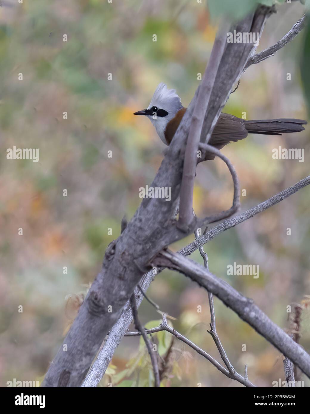 Un grimperon blanc crédé assis sur un arbre Banque D'Images