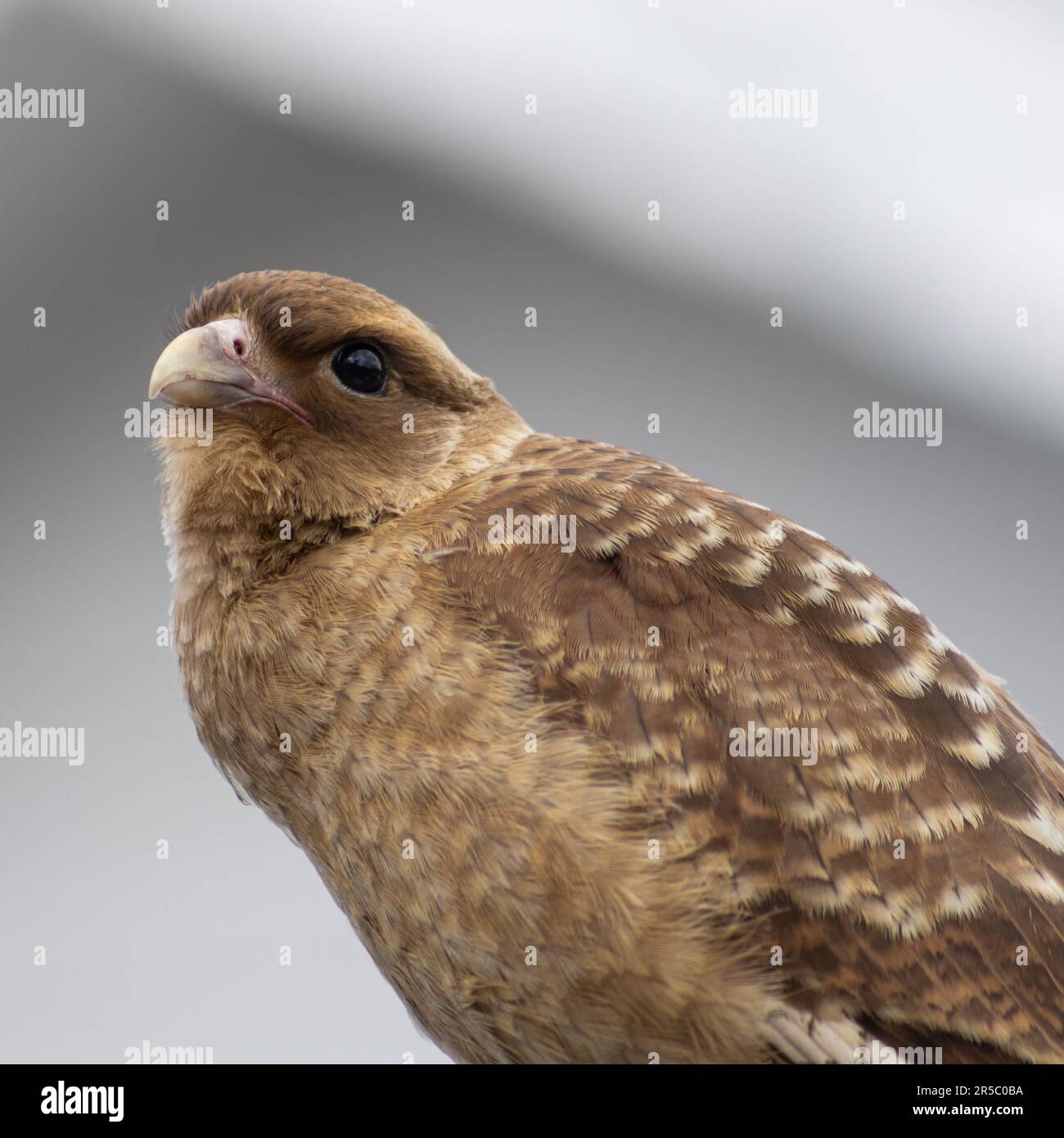 Un oiseau paisible perché sur une branche d'arbre, prêt à se nourrir Banque D'Images