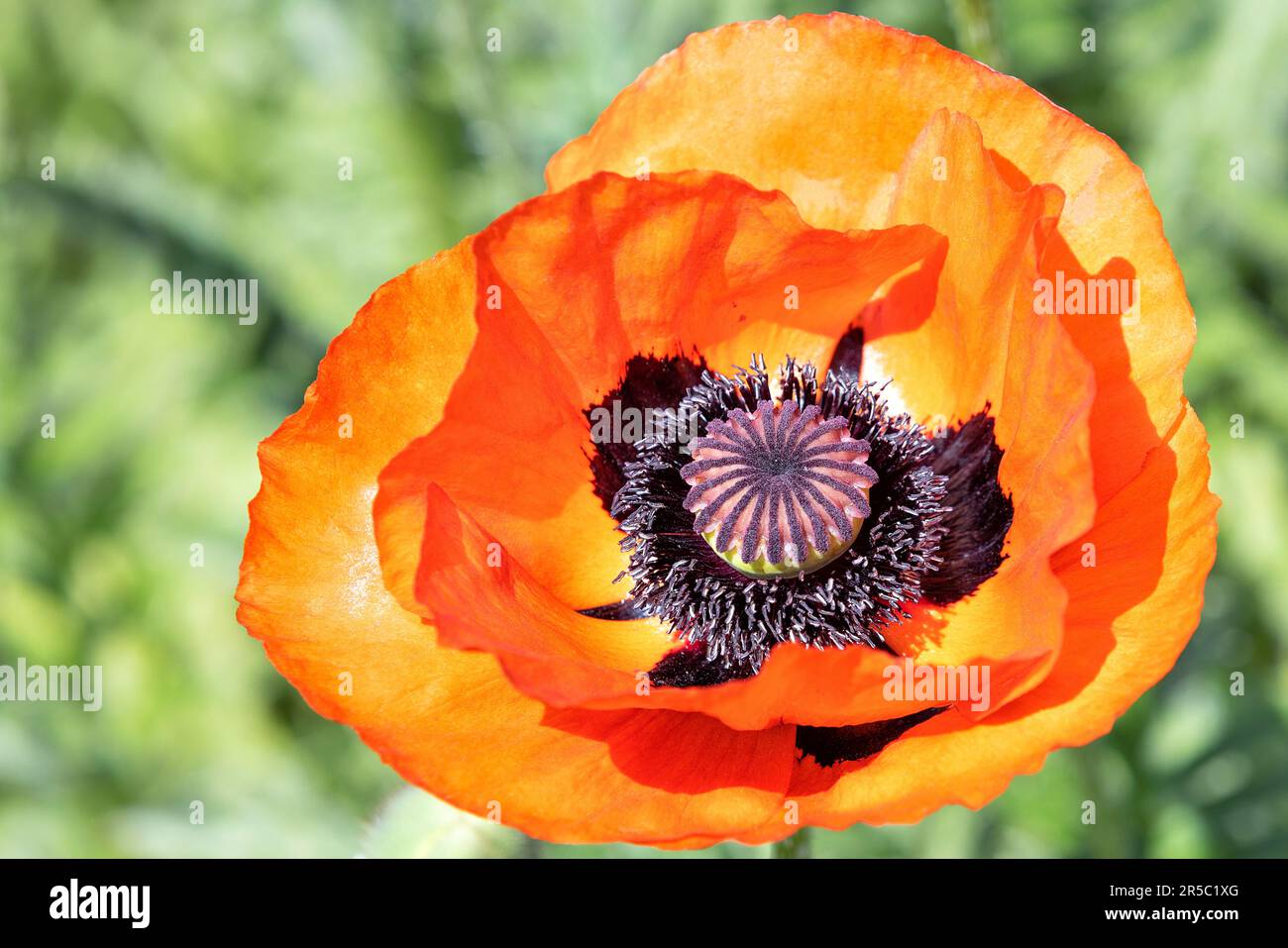 Magnifique bourgeon d'un coquelicot écarlate en plein soleil sur un fond de feuillage vert en flou. Banque D'Images