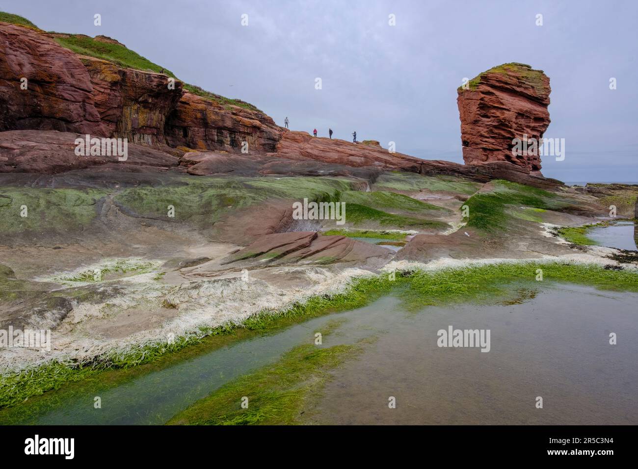 Un groupe de touristes visitant Devils Heid, Seaton Cliffs, Écosse Banque D'Images