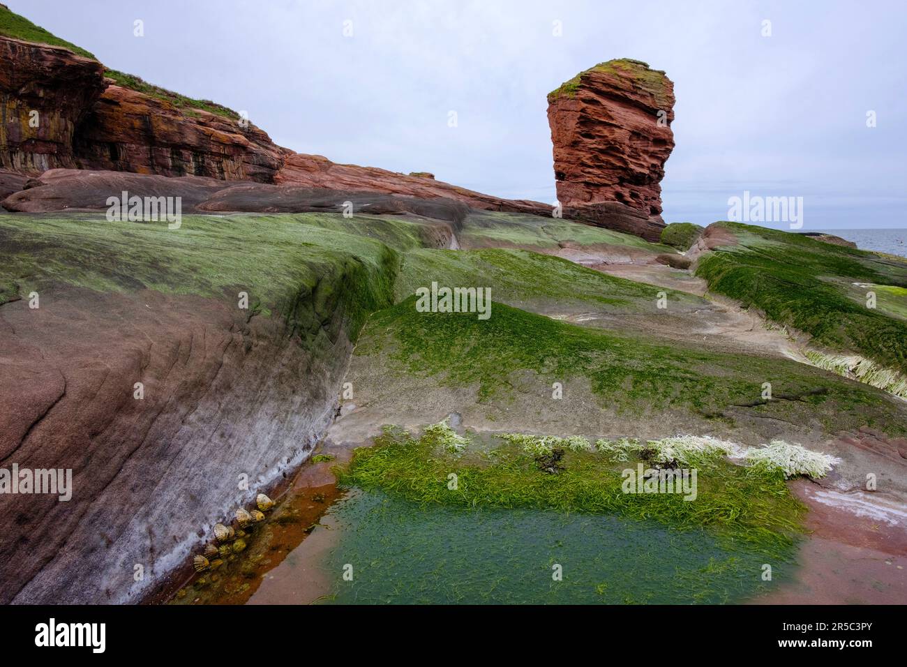 Devils Heid, Seaton Cliffs, Écosse Banque D'Images