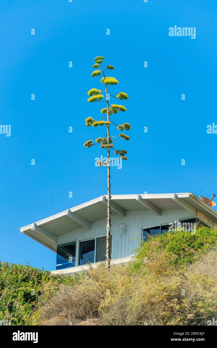 Une maison de plage blanche entourée de verdure sous un ciel bleu et la lumière du soleil Banque D'Images