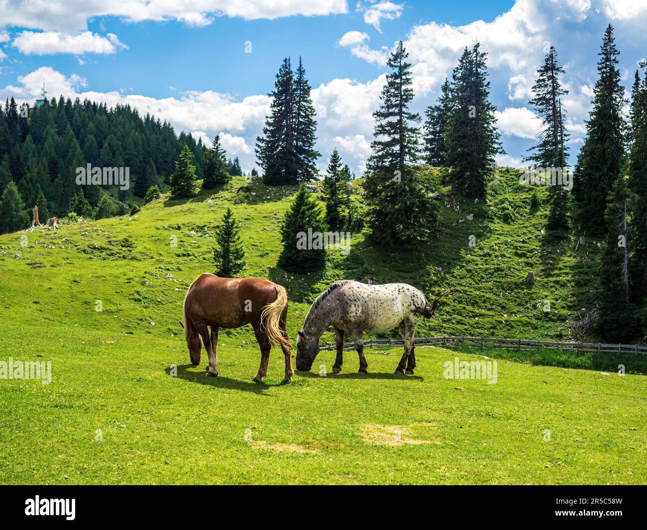 Chevaux sauvages paître dans le parc naturel Dobratsch en Carinthie, Autriche, Villach, été, montagnes forêt pins ciel nuageux prairie avec enfants et adul Banque D'Images