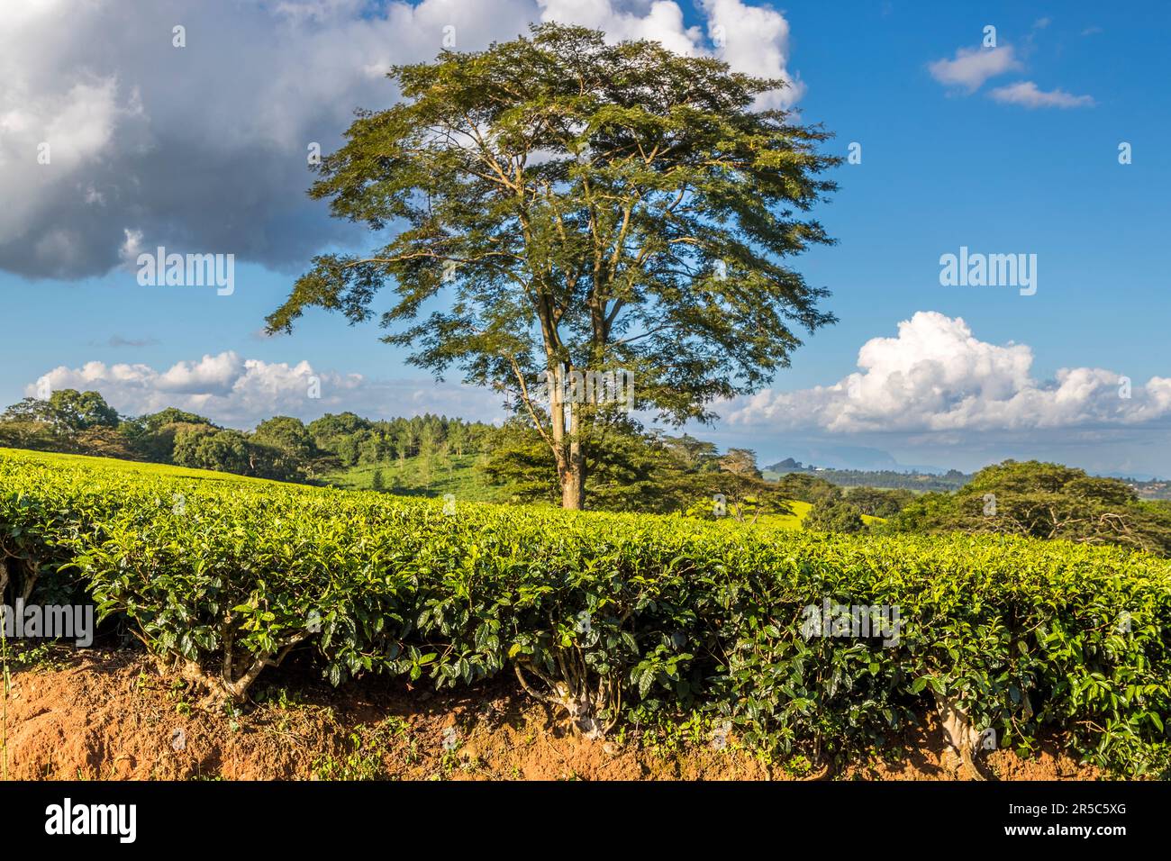 Vue latérale (coupe transversale) d'un champ de thé sur Satemwa Estate avec arbre d'ombrage, Thyolo. Les plants de thé sont coupés en forme et en hauteur d'une table. Plantation de thé et de café Satemwa près de Thyolo, Malawi Banque D'Images